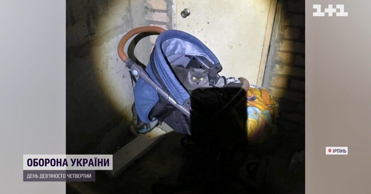 Родившиеся под взрывы: кошачье семейство считают оберегом многоэтажки в Ирпене