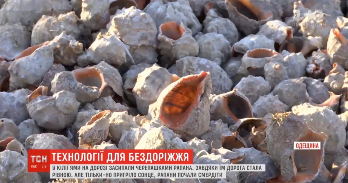 На Одесчине ямы на дорогах "подлатали" ракушками рапанов: кто и почему придумал такую "технологию"