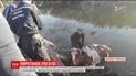 На Днепропетровщине спасли корову, которая упала с обрыва в реку