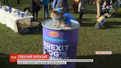 В Великобритании десятки противников Brexit устроили акцию с собаками