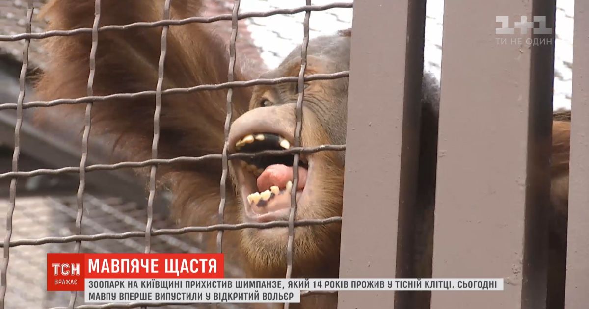 Зоопарк у Київській області прихистив шимпанзе, який 14 років провів у тісній клітці
