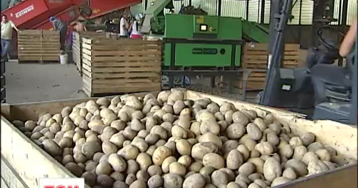 Аграрии жалуются на плохой урожай и качество картофеля