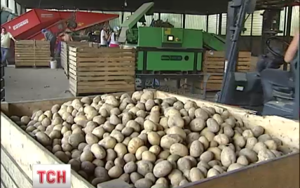 Картошка уже достигает 5-10 гривен за килограмм. Что будет дальше с ценами