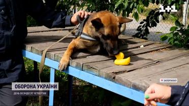 Собаку-пиротехника Мастера поздравили с днем ​​рождения