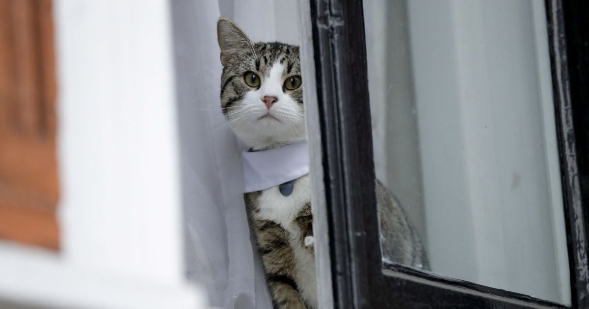 Кіт у Львові зачинив жінку на балконі