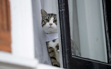 У Львові кіт на дві години зачинив жінку на балконі