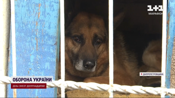 Собака в Нікополі
