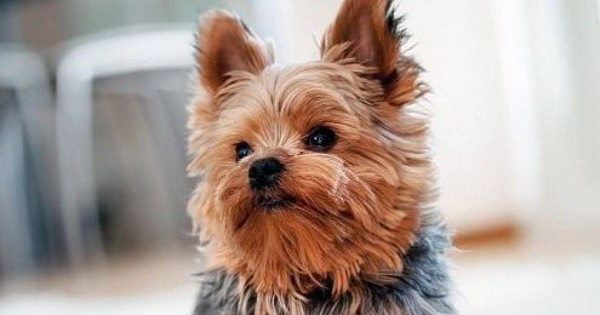 Цуценя йоркширського тер'єра / Фото: petstoday.com.ua
