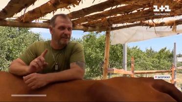 Повернувся з фронту і завів корів! На Запоріжжі колишній військовий облаштував ферму