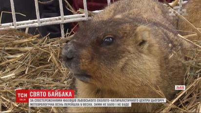 Із осені у весну: бабаки у Львові зробили кліматичний прогноз