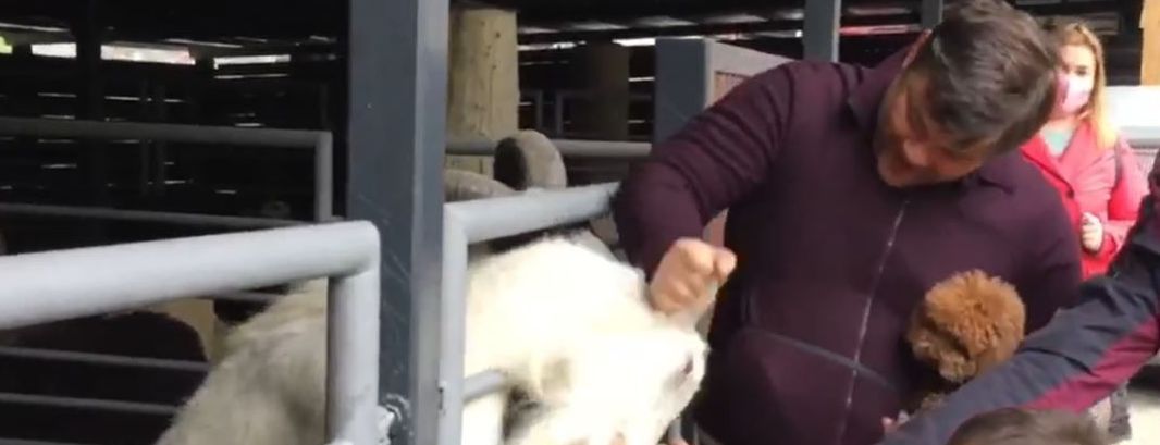 Отругал козла и дал животному оплеуху: экс-главу ОП Богдана встретили в киевском зоопарке