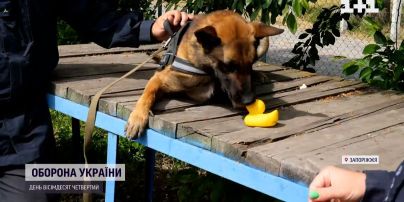 Собаку-піротехника Майстра привітали з днем народження