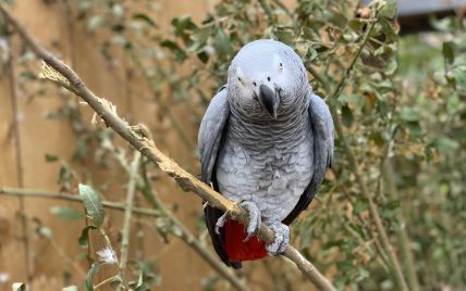 "Поливали" відвідувачів нецензурною лайкою: в англійському зоопарку п'ять папуг довелося ізолювати від публіки
