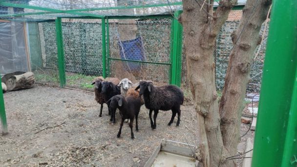 / © facebook.com/UAnimals.official