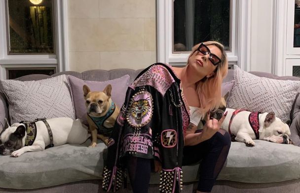 Леді Гага зі своїми бульдогами / © instagram.com/ladygaga