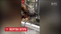 В столице из-за мощных порывов упало огромное дерево