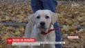 Собачка за миллион лайков: в Кропивницком мальчик необычным способом уговорил родителей завести собаку