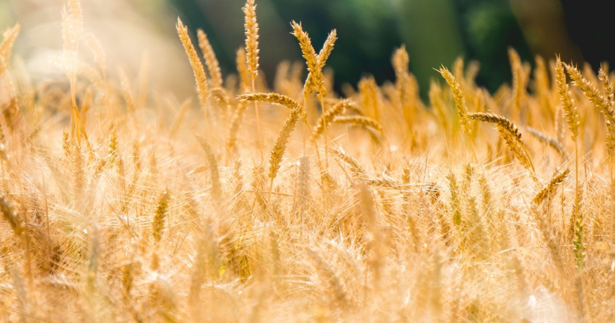 Россия продолжает незаконно вывозить украинское зерно