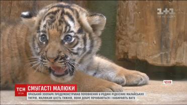 В чешском зоопарке показали новорожденных малайских тигрят