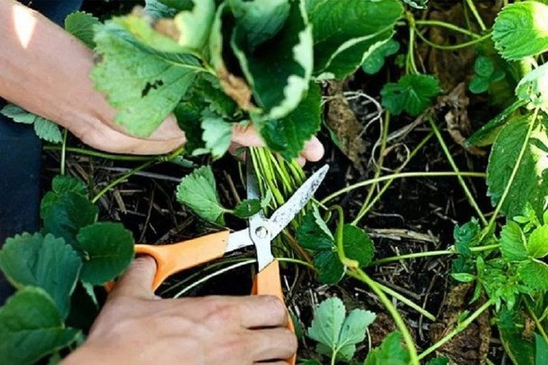 Когда и для чего обрезать усы клубники: полный гид для садоводов