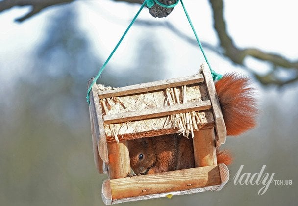 білка та годівничка / © Associated Press