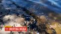 В реке Днепр массово гибнет рыба в Черкасской области
