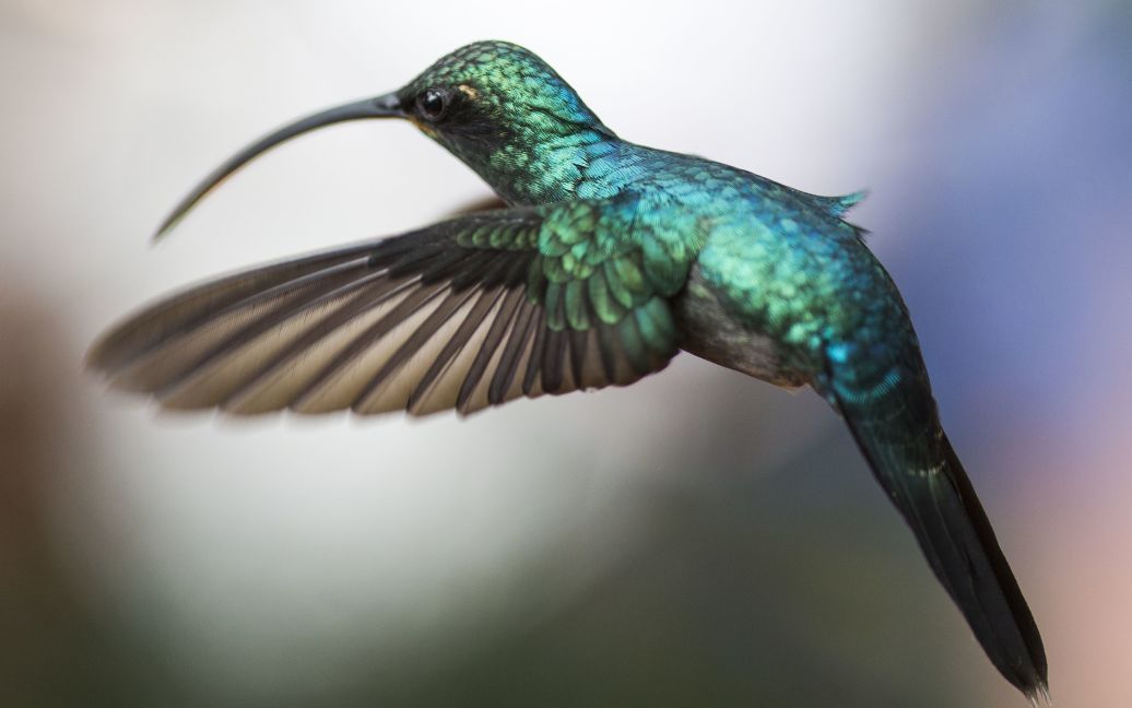 Фотографы сделали яркие кадры с колибри / © Getty Images