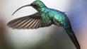 Колібрі можуть бачити кольори, які не можуть вловити людські очі