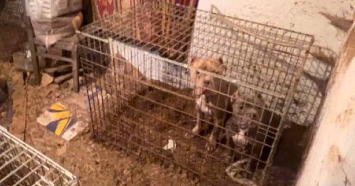 Замучены семь щенков и два пса: в Буче владелец питомника устроил собакам настоящий ад (фото, видео)