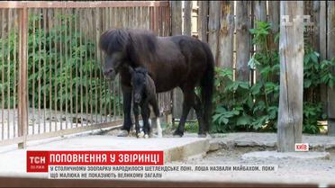 Новонароджене у столичному зоопарку шетлендське поні назвали Майбахом