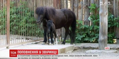 Новонароджене у столичному зоопарку шетлендське поні назвали Майбахом