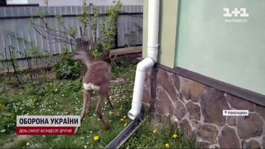 Раненого оленя спасли на Ровенщине