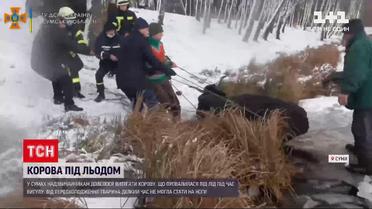 У Сумах надзвичайники врятували корову, що провалилася під лід