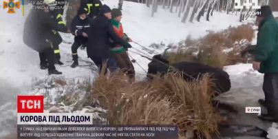 У Сумах надзвичайники врятували корову, що провалилася під лід