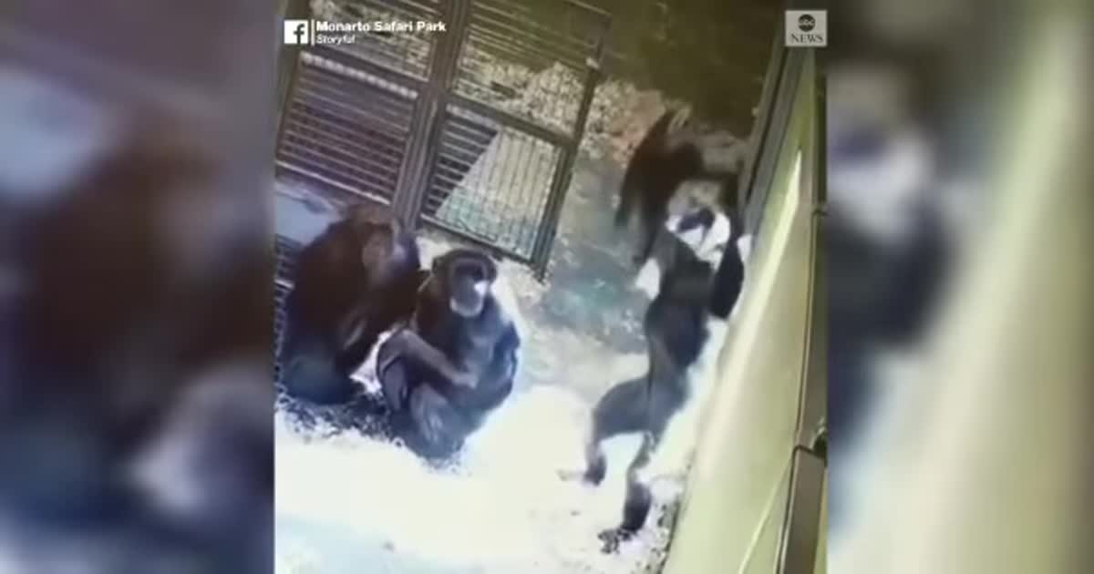 Сеть умилило видео с мамой-шимпанзе, которая радостно подбрасывает дочь