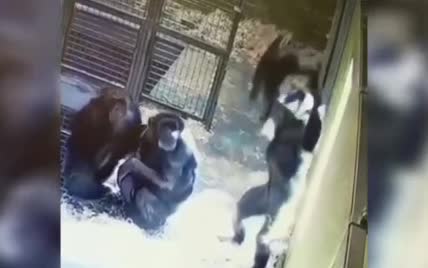 Сеть умилило видео с мамой-шимпанзе, которая радостно подбрасывает дочь