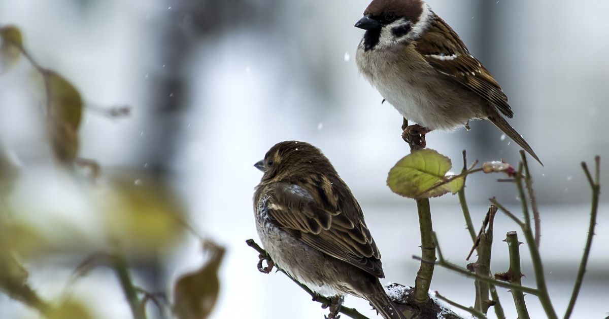 В Украине с начала недели ожидается частичное потепление. Погода на 28 января