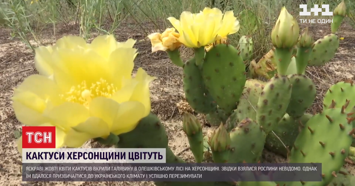 В Олешковском лесу обильно зацвели кактусы, которые разрослись там при загадочных обстоятельствах