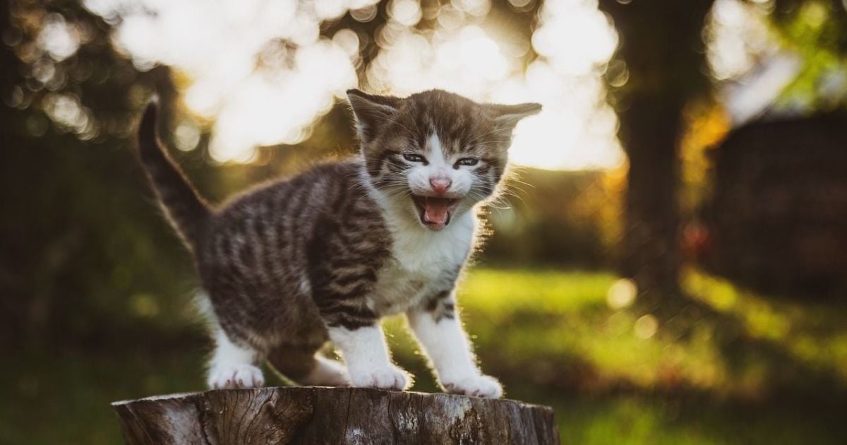 Котенок