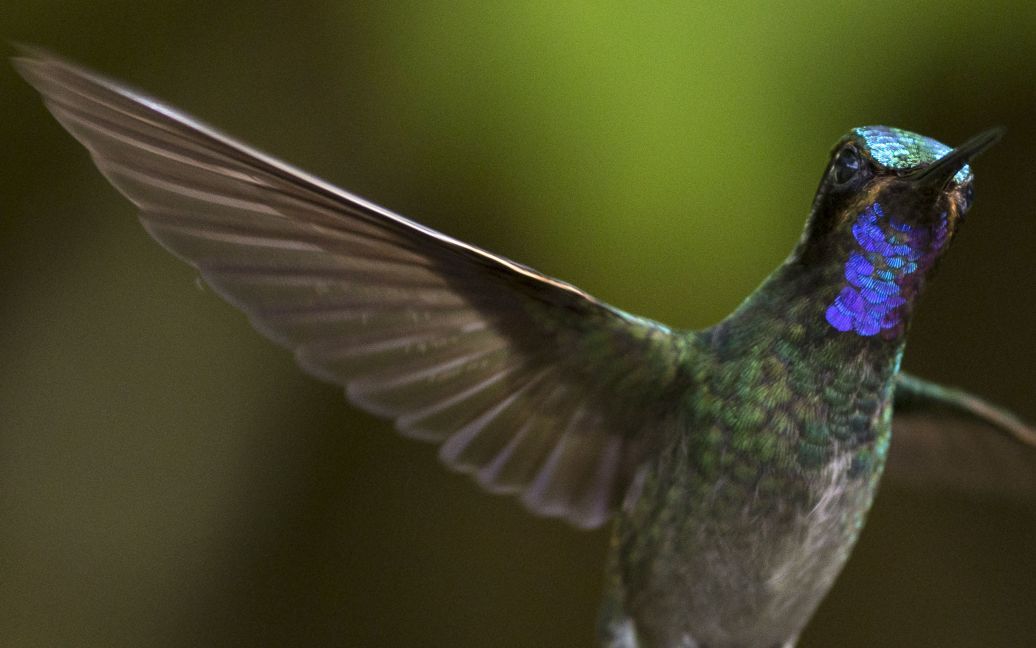 Фотографы сделали яркие кадры с колибри / © Getty Images