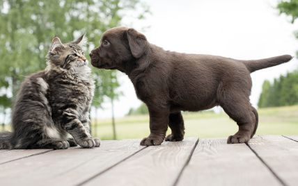 Коты против собак. Ученые установили, кто любит своих хозяев больше