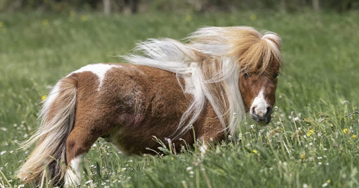 Самая низкая лошадь в мире