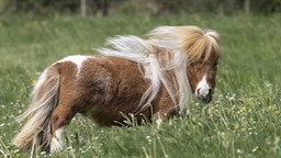 Найнижчий кінь у світі