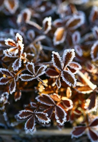 Синоптики попереджають про сильні заморозки в Україні