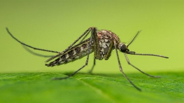 Як захиститись від комарів: народні засоби які можна зробити вдома