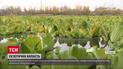 Экзотическое растение заполонило водоемы Киевской области