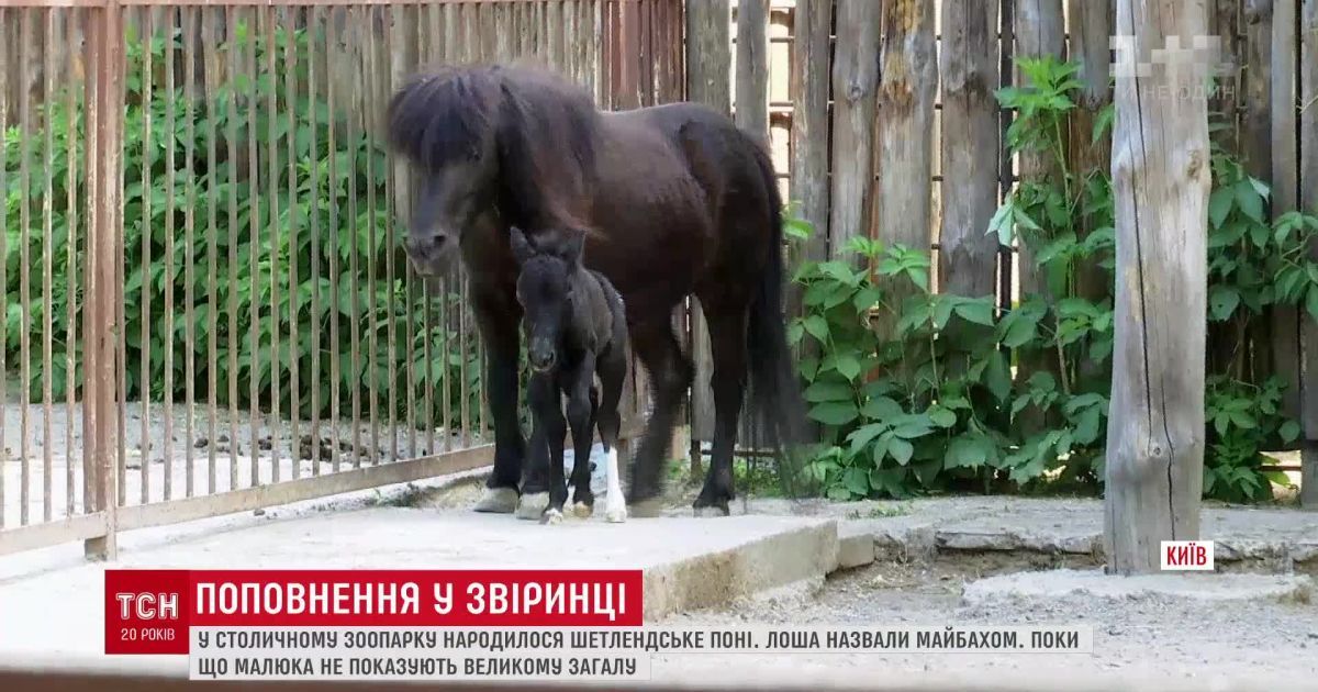 Народженому у Київському зоопарку поні дали автомобільне ім'я