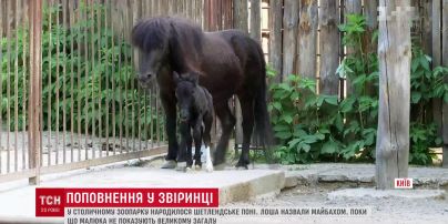 Рожденному в Киевском зоопарке пони дали автомобильное имя