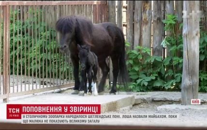 Народженому у Київському зоопарку поні дали автомобільне ім'я