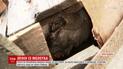 На Черниговщине с аукциона продали "декоммунизированный" 4-метровый памятник Ленину